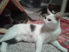 Dottie