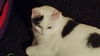 Dottie
