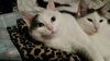 Dottie