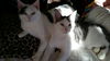 Dottie