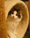 Sweetpea (Zoey)