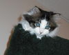 Sweetpea (Zoey)
