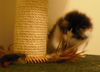 Sweetpea (Zoey)