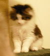 Sweetpea (Zoey)