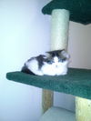 Sweetpea (Zoey)
