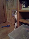 Sweetpea (Zoey)