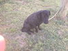 Suzi