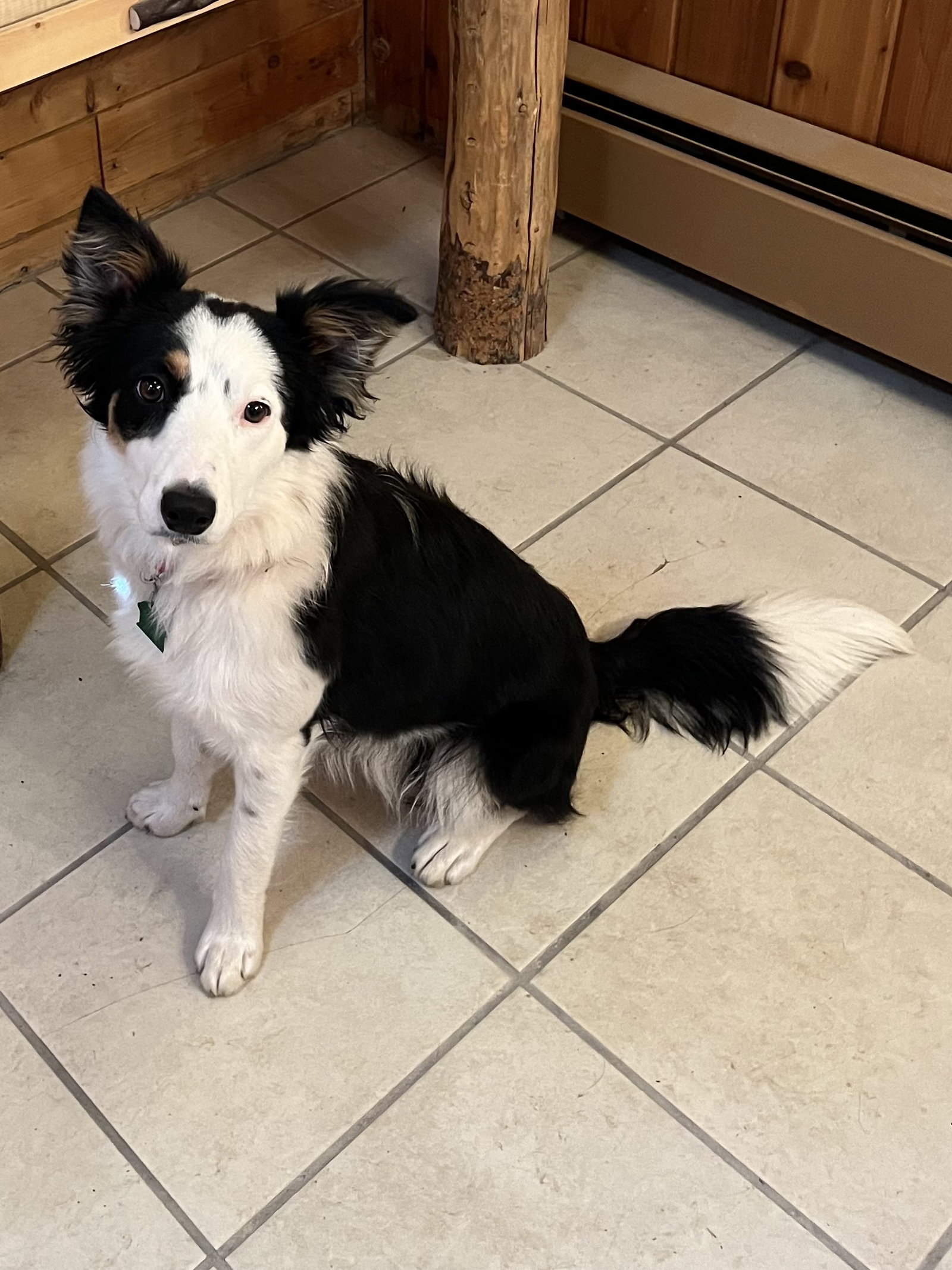 Dog for Adoption Fleurry, a Border Collie in Ormond Beach, FL Alpha Paw