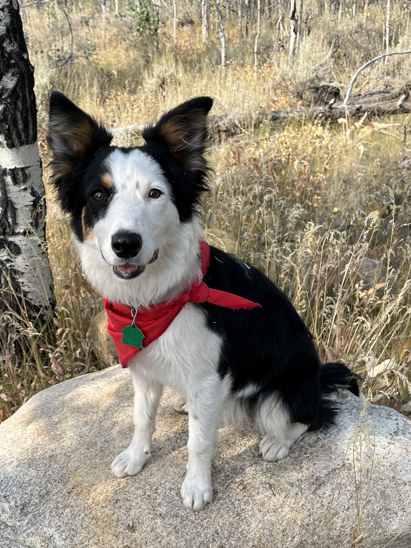 Dog for Adoption Fleurry, a Border Collie in Ormond Beach, FL Alpha Paw