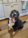 adoptable Dog in , FL named Bradley