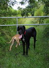 adoptable Dog in Oviedo, FL named Jack