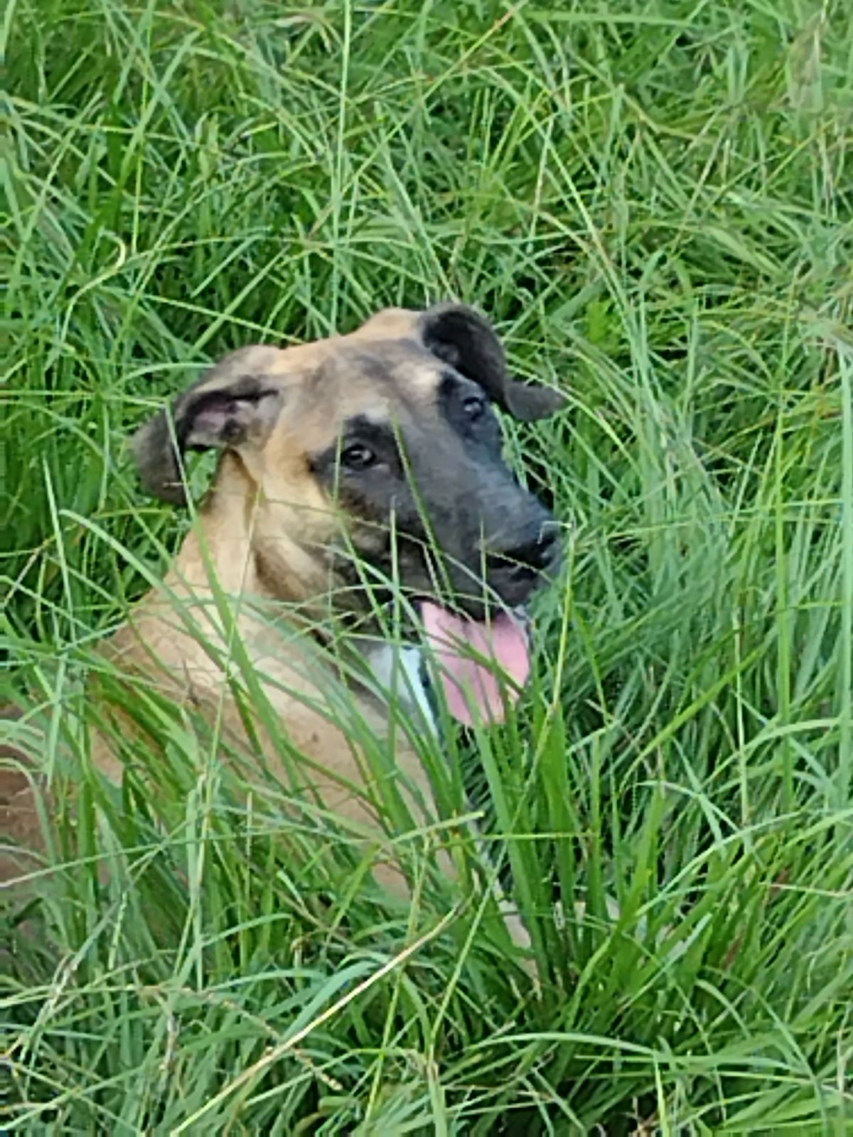 adoptable Dog in Oviedo, FL named Zoey