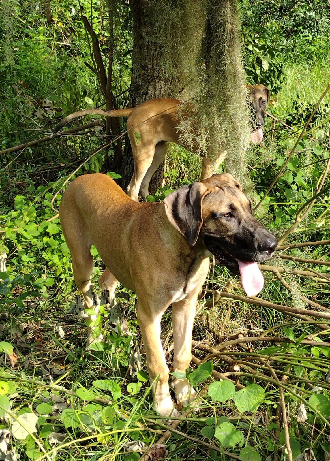 adoptable Dog in Oviedo, FL named Zuri