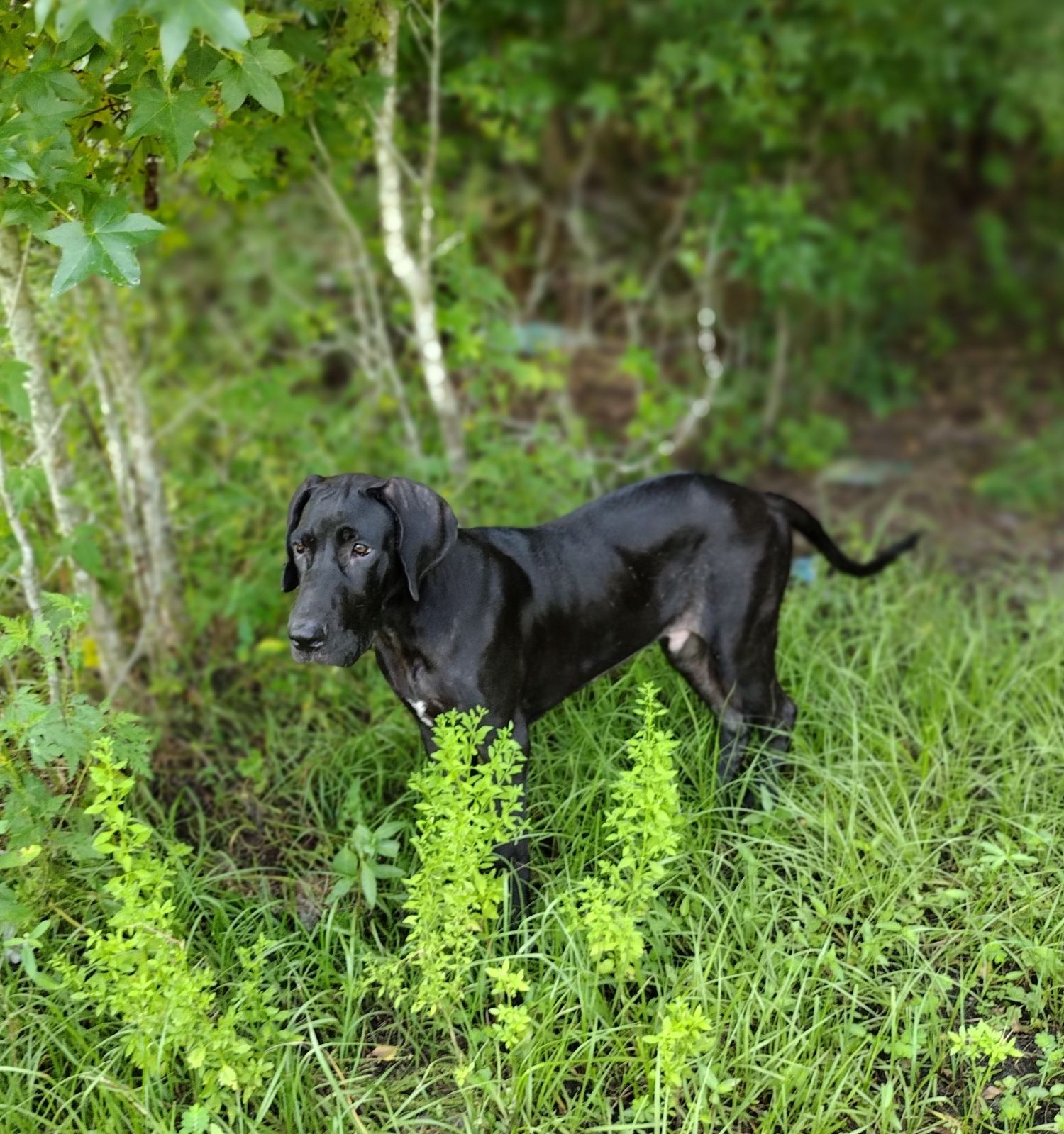 adoptable Dog in Oviedo, FL named Zane