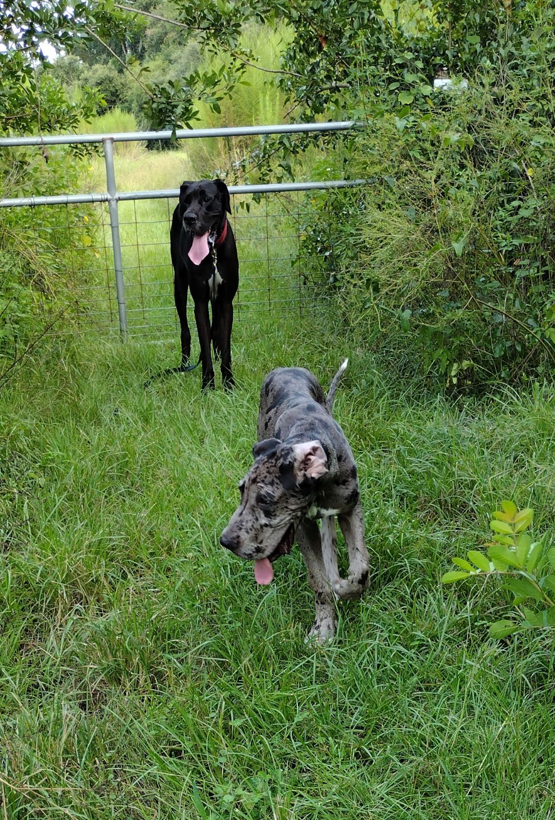 adoptable Dog in Oviedo, FL named Zeke