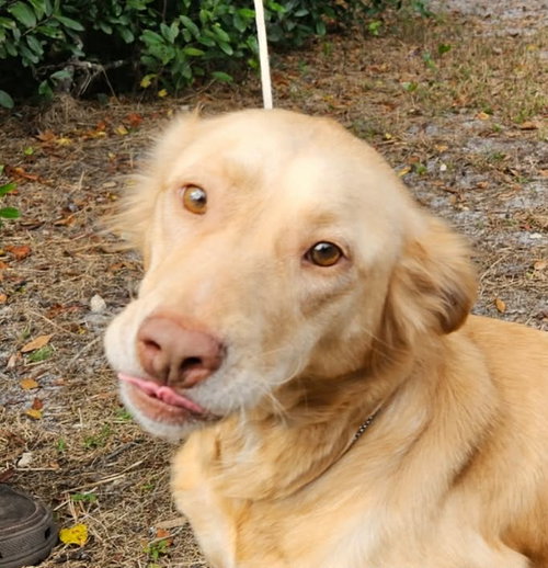 picture of the dog needing adoption
