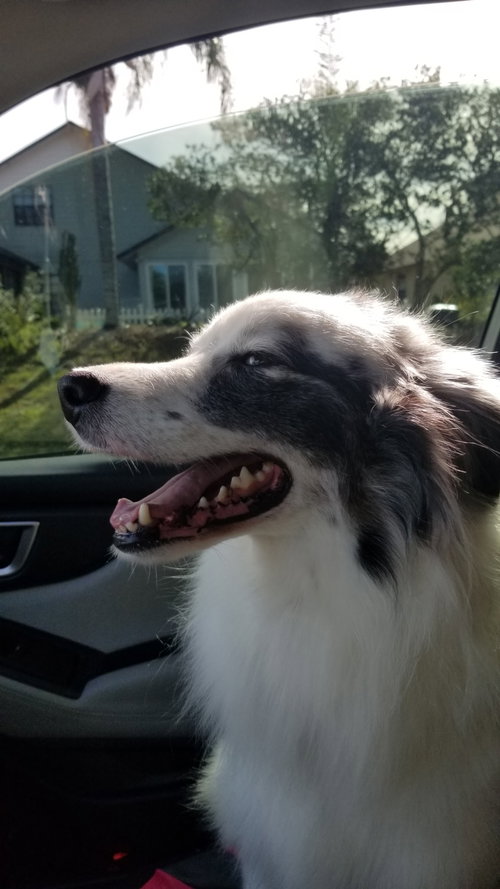 Isabelle, an adoptable Australian Shepherd in Oviedo, FL