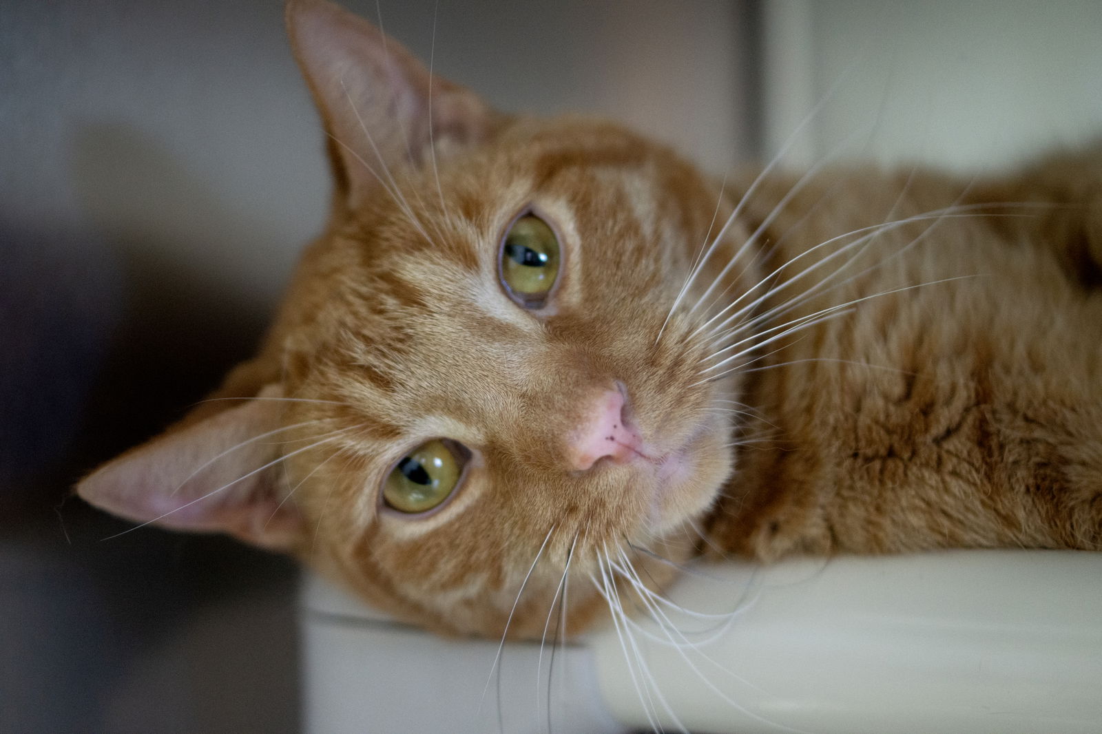 adoptable Cat in Lancaster, PA named Jack