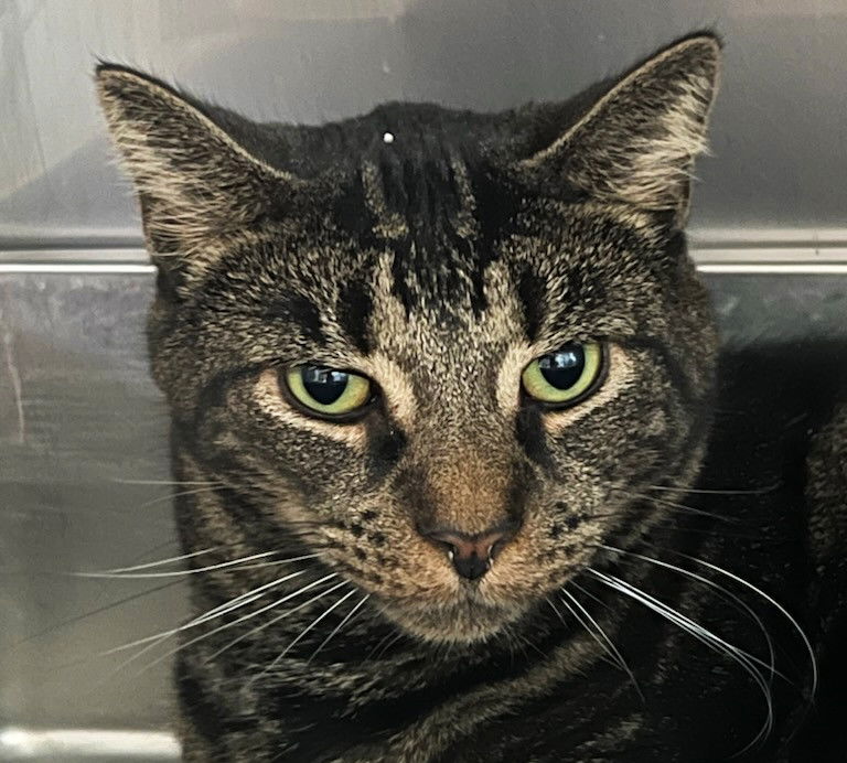 adoptable Cat in Lancaster, PA named Winston