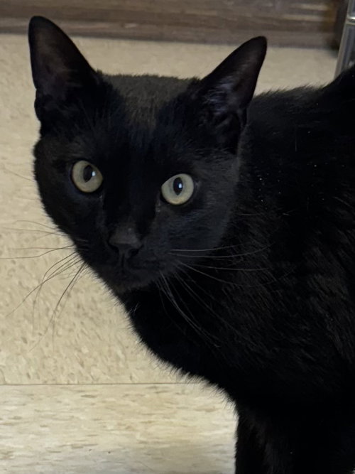 picture of the cat needing adoption