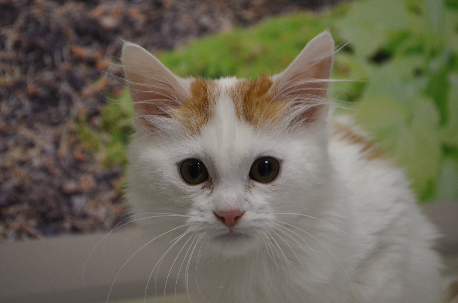 Cat adoption in Lancaster, PA 17603 Domestic Medium Hair (medium coat