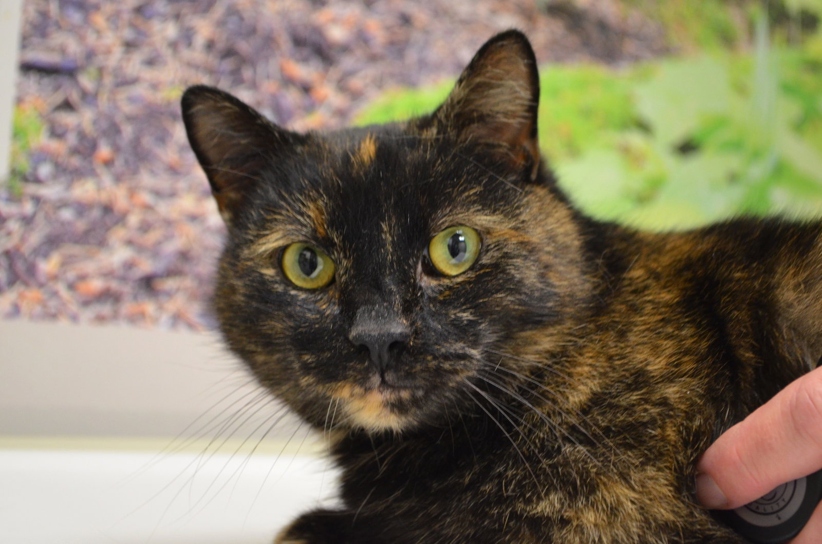 Cat adoption in Lancaster, PA 17603 Domestic Short Hair (short coat