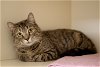 adoptable Cat in lancaster, PA named Sophia