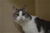 adoptable Cat in lancaster, PA named Nina