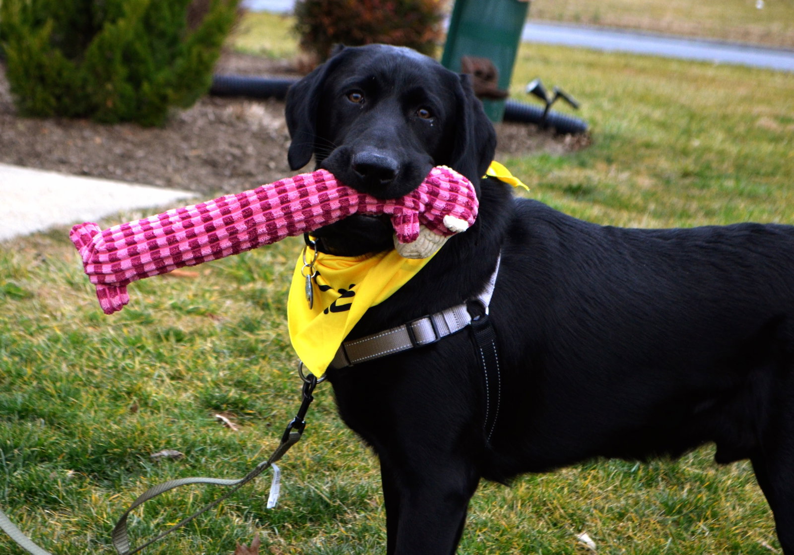 Dog for Adoption - Nash, a Labrador Retriever in North Bel Air, MD ...