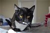 adoptable Cat in lancaster, PA named Hoppy