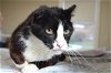 adoptable Cat in lancaster, PA named Sweetie Pie