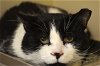adoptable Cat in lancaster, CA named Biggie