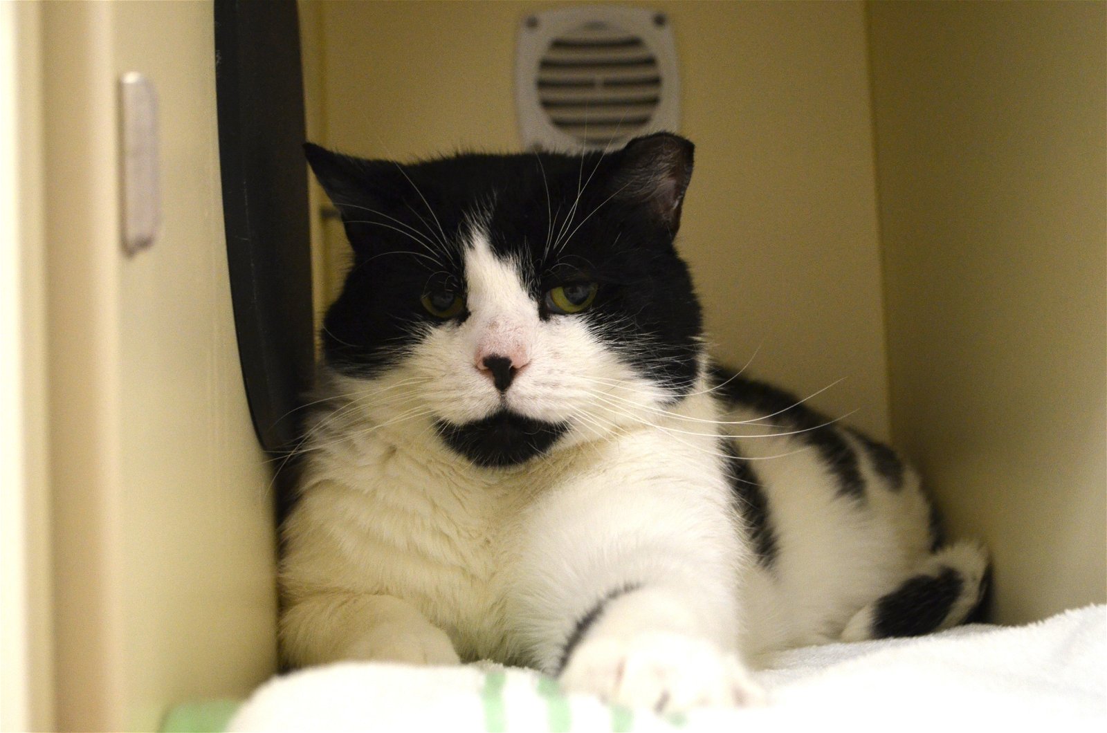 adoptable Cat in Lancaster, PA named Biggie