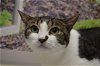 adoptable Cat in lancaster, PA named Nala