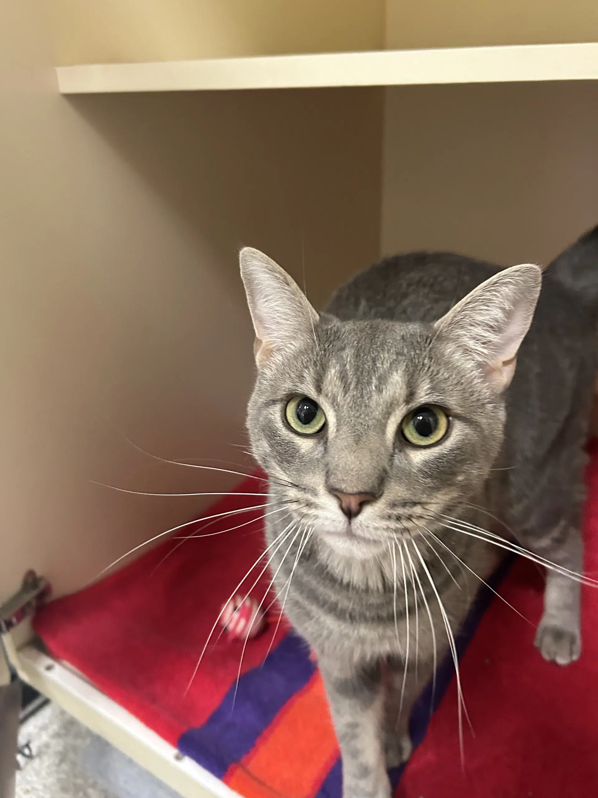Grady - Domestic Short Hair