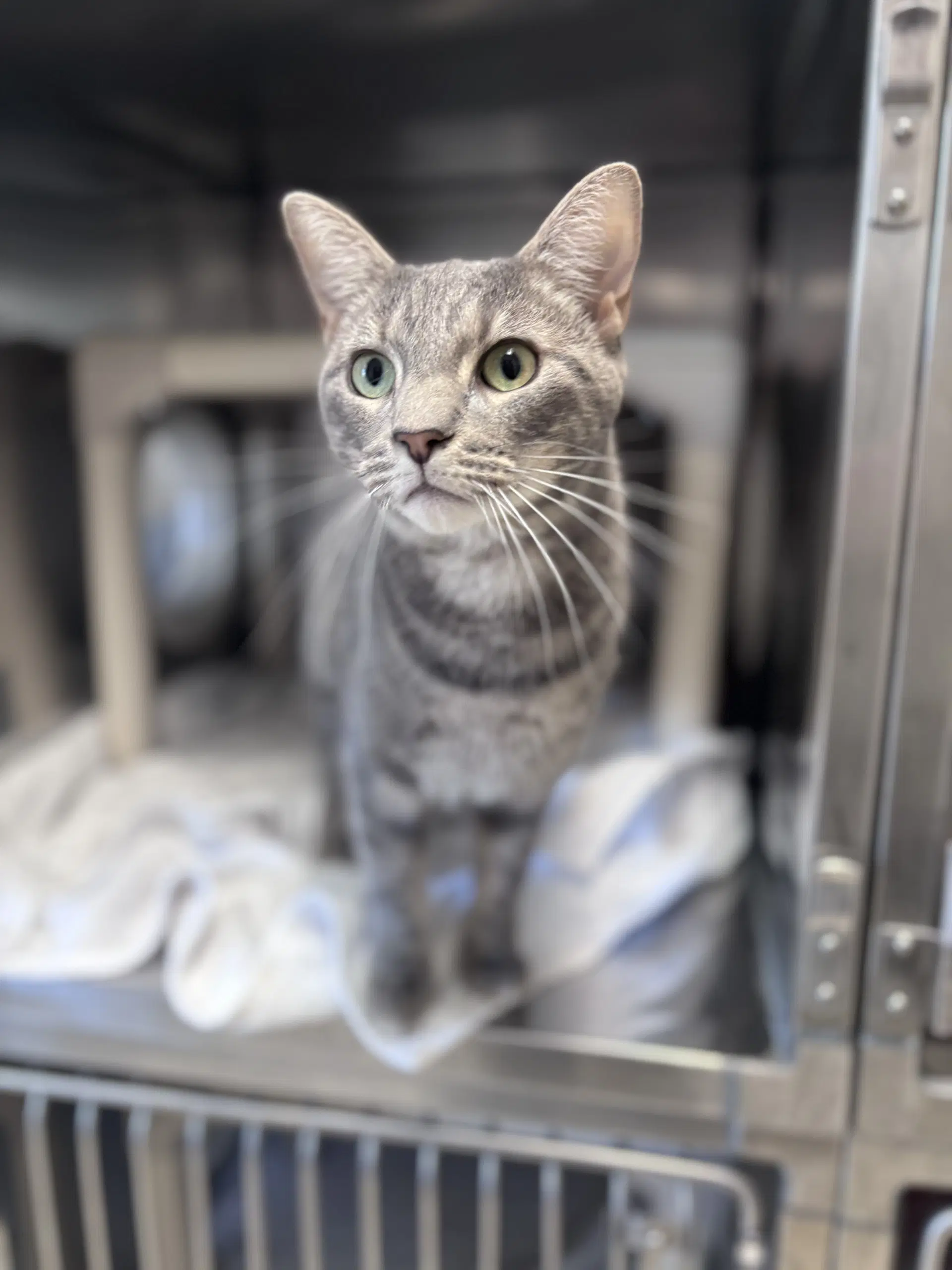 Grady - Domestic Short Hair