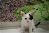 adoptable Cat in la, CA named Jubilee