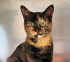 adoptable Cat in Lancaster, CA named Begonia