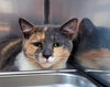 adoptable Cat in Lancaster, CA named Bridgette