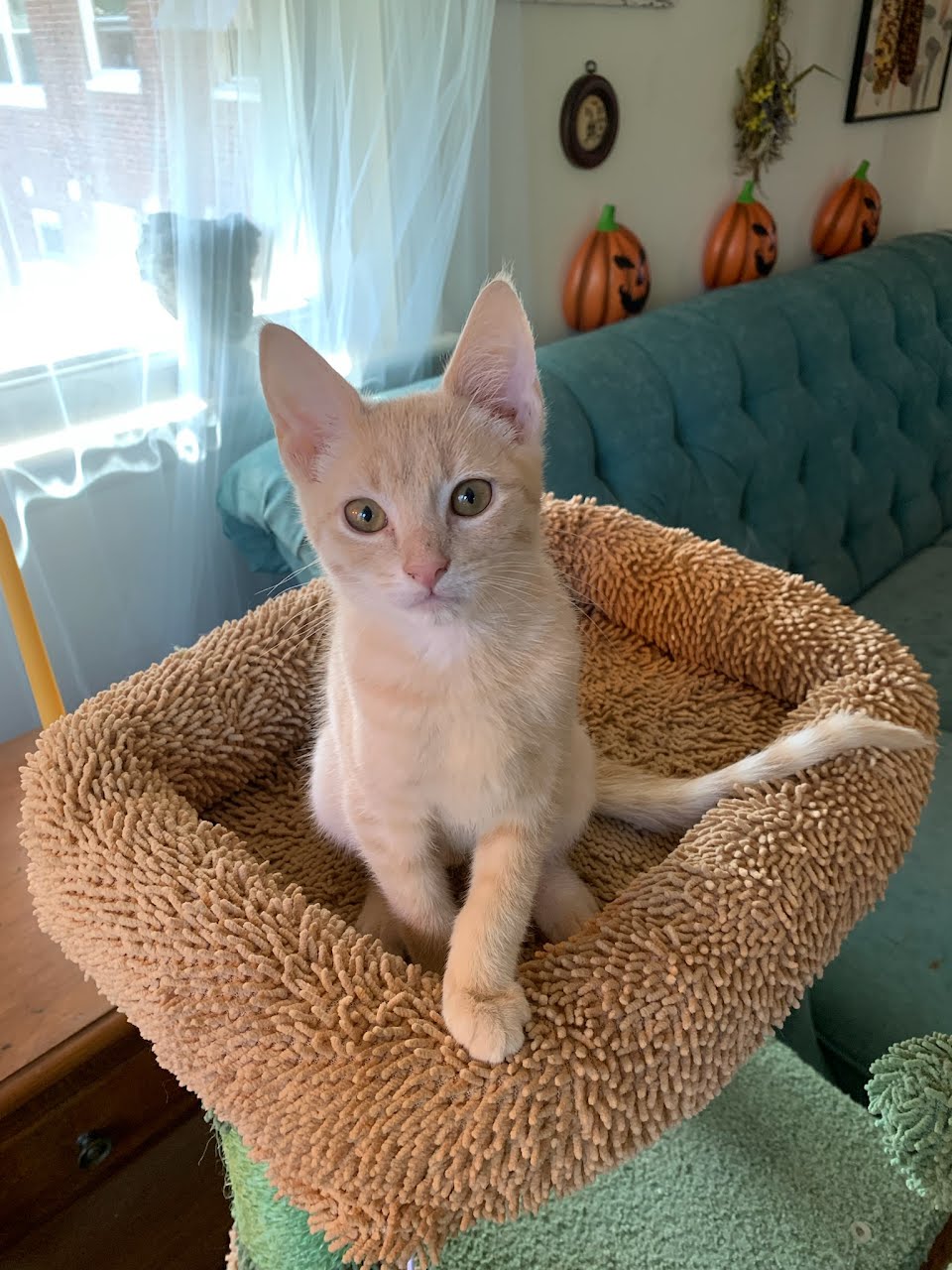 adoptable Cat in Lancaster, PA named Buttermilk