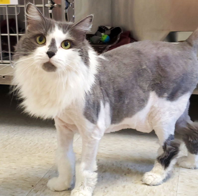 adoptable Cat in Lancaster, PA named Floofy