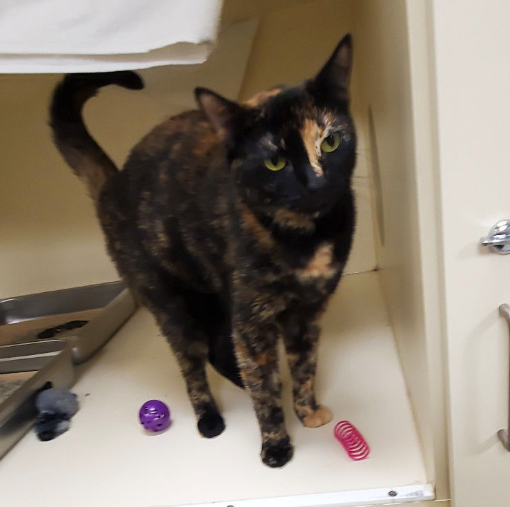 adoptable Cat in Lancaster, PA named Theresa