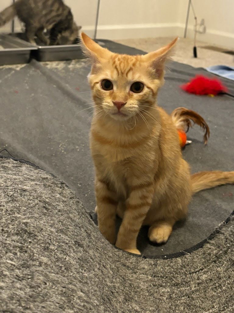 adoptable Cat in Lancaster, PA named Bill