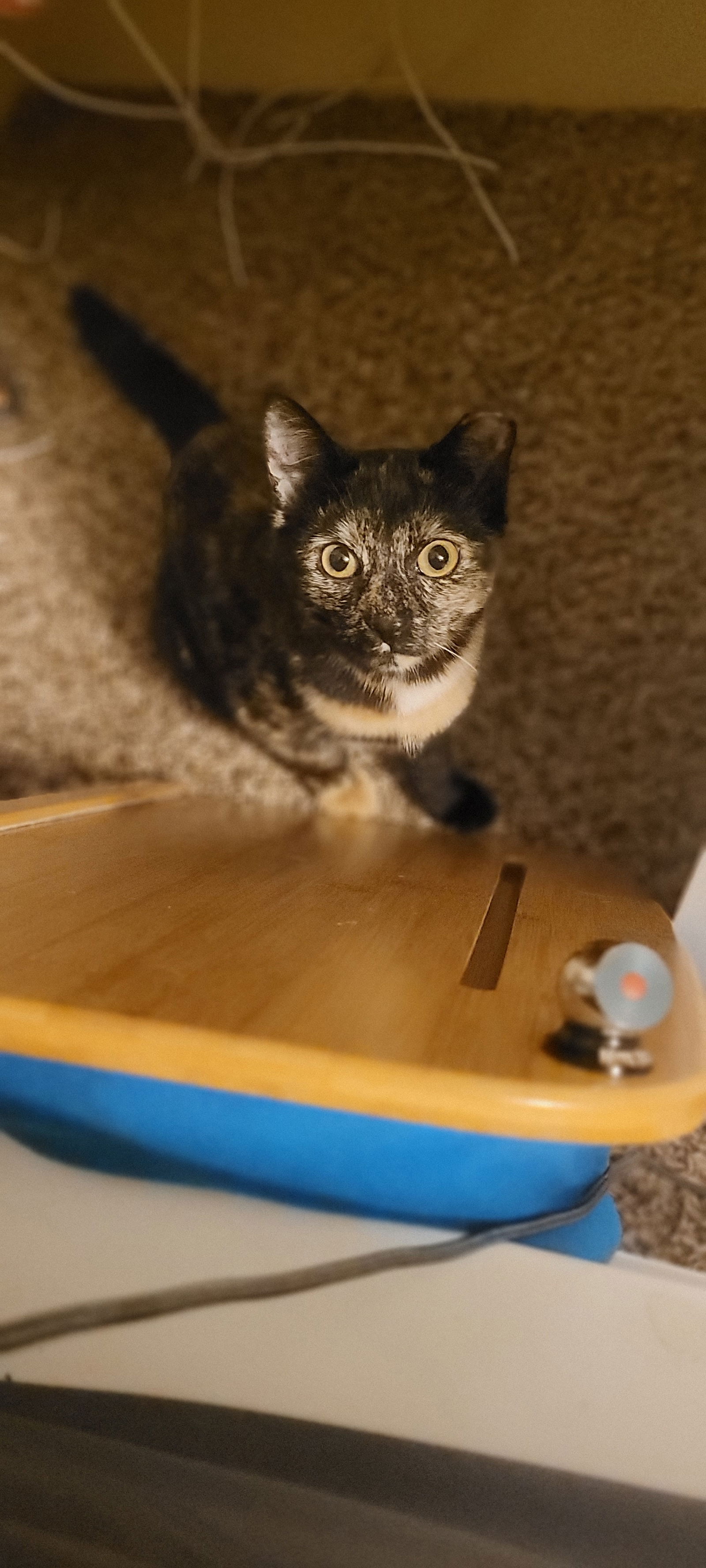 adoptable Cat in Lancaster, PA named Sapphire