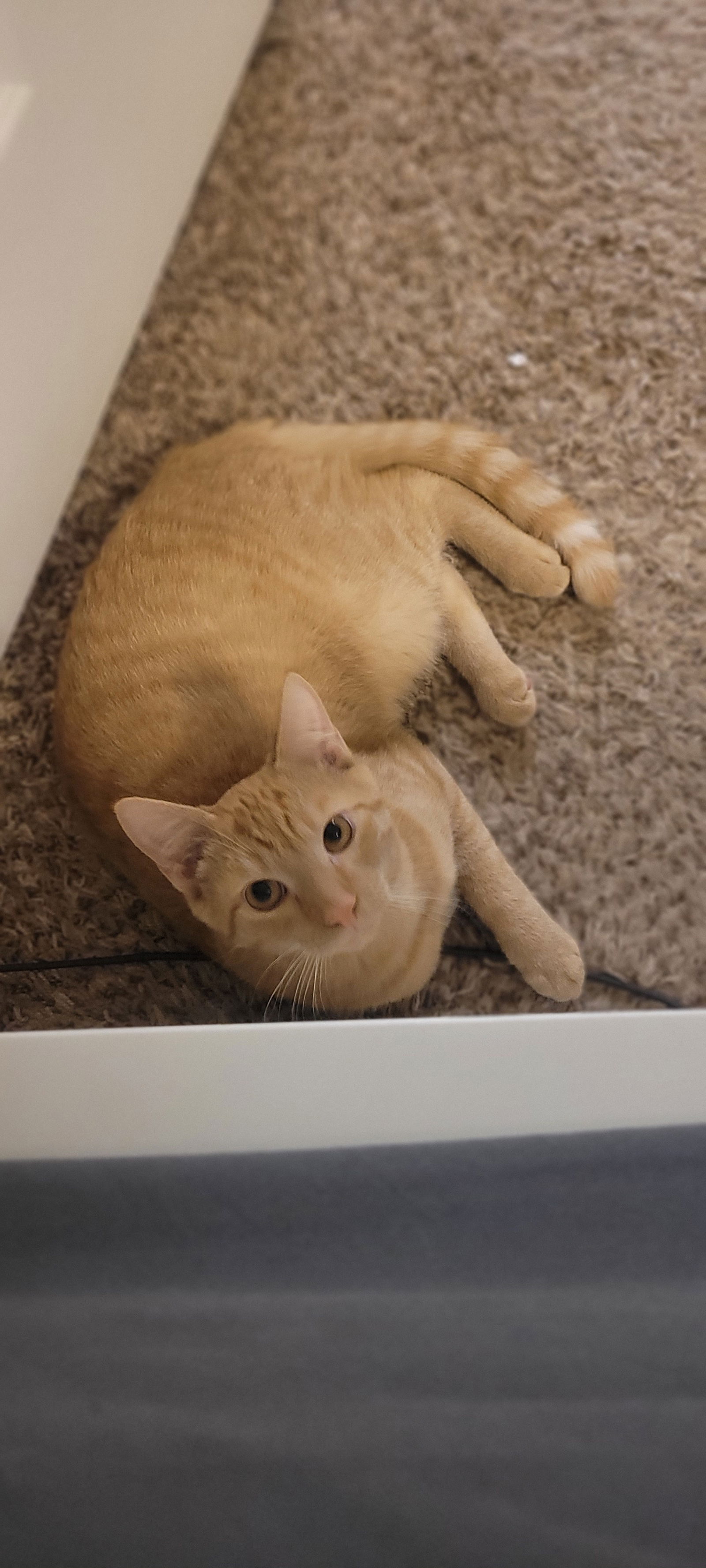 adoptable Cat in Lancaster, PA named Copper