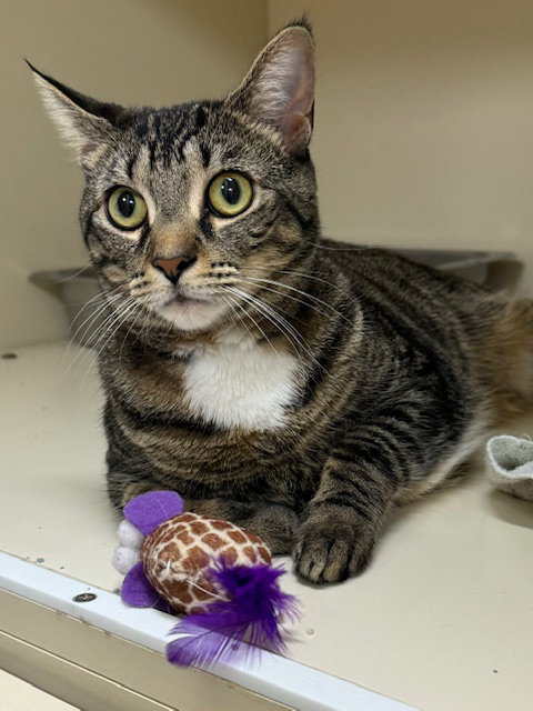 picture of the cat needing adoption
