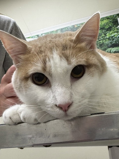 Comet, Domestic Short Hair (short coat), cat for adoption in Lancaster, Pennsylvania