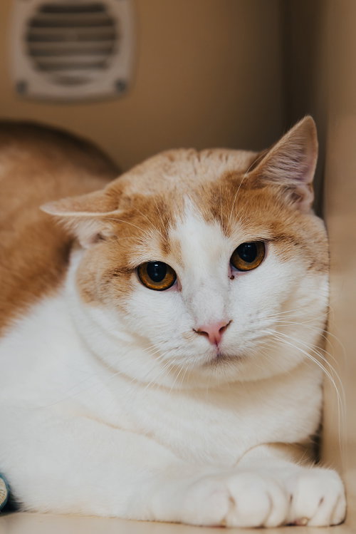 picture of the cat needing adoption