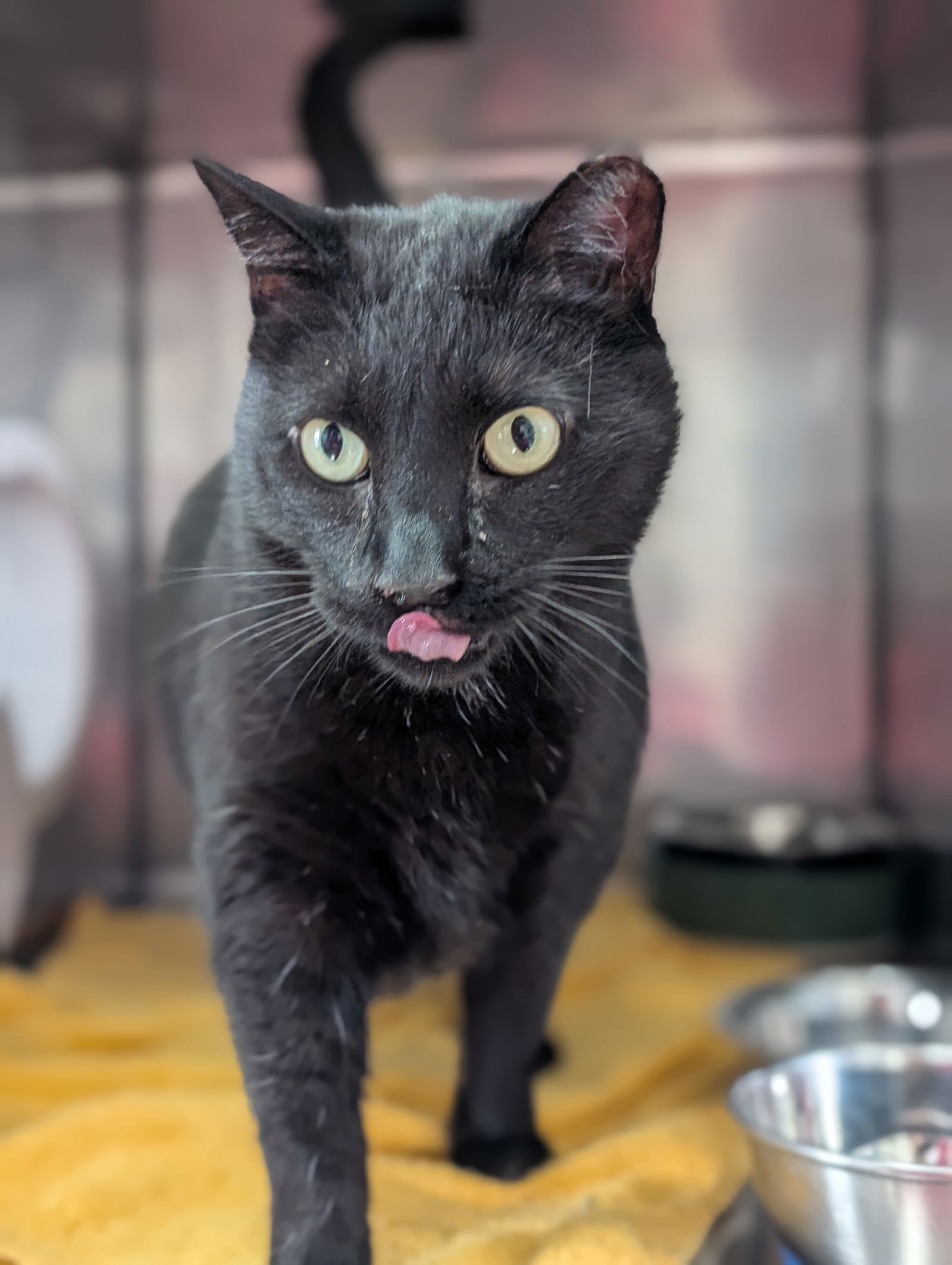adoptable Cat in Lancaster, PA named Whiskey