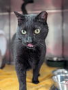 adoptable Cat in Lancaster, CA named Whiskey